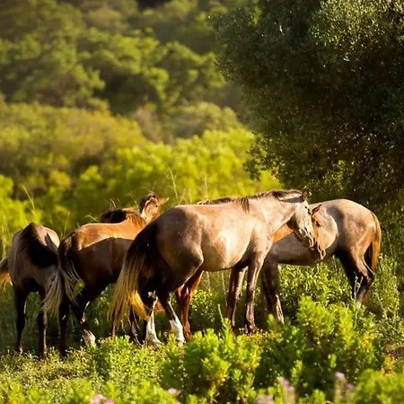 Morgado Lusitano